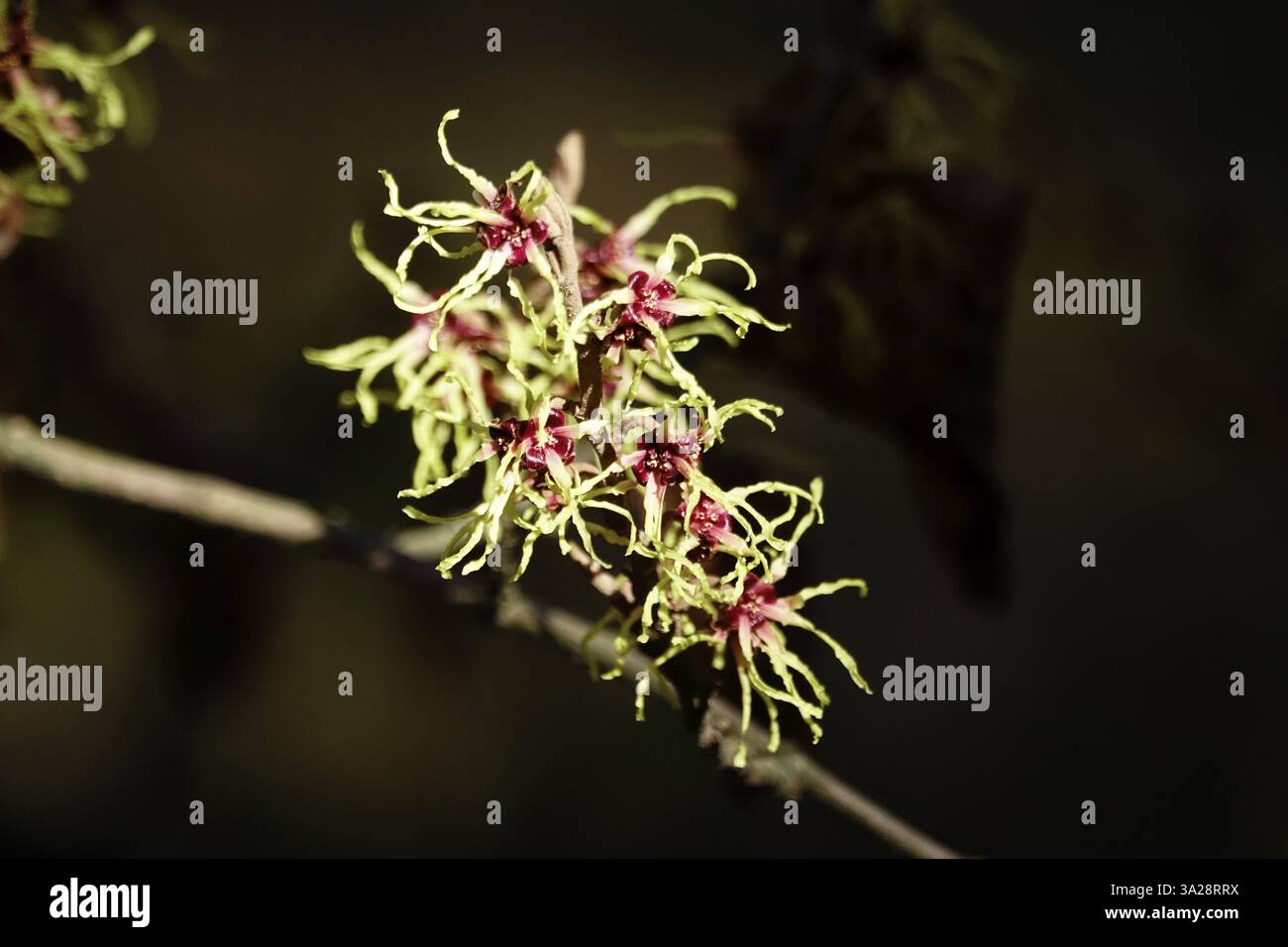 Witch Hazel in Bloom (Hamamelis), inizio marzo, Germania, Europa Foto Stock
