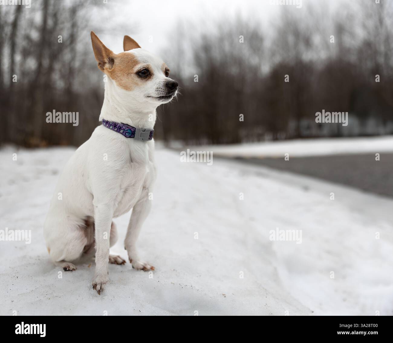 Chihuahua siede sulla neve nel parco Foto Stock