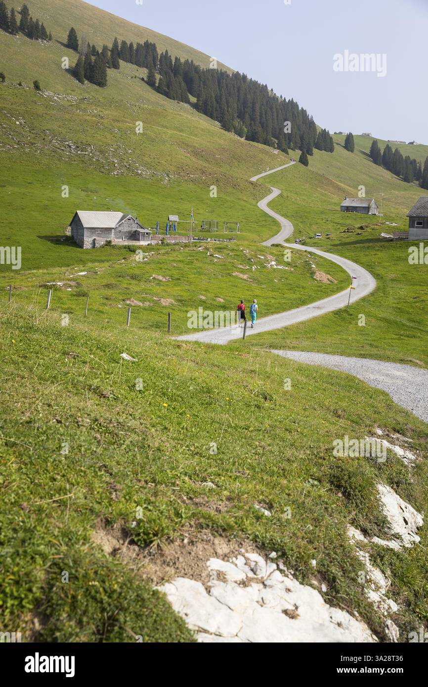 Sentiero escursionistico all'Alm Altschen ai piedi del Gulmen, Arvenbueel, Amden, San Gallo, Svizzera, Europa Foto Stock