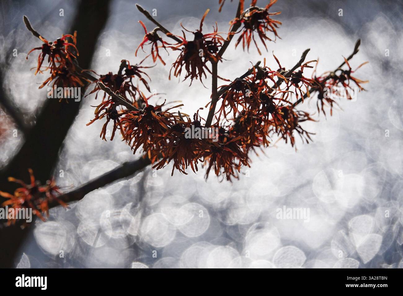 Witch Hazel in Bloom (Hamamelis), inizio marzo, Germania, Europa Foto Stock
