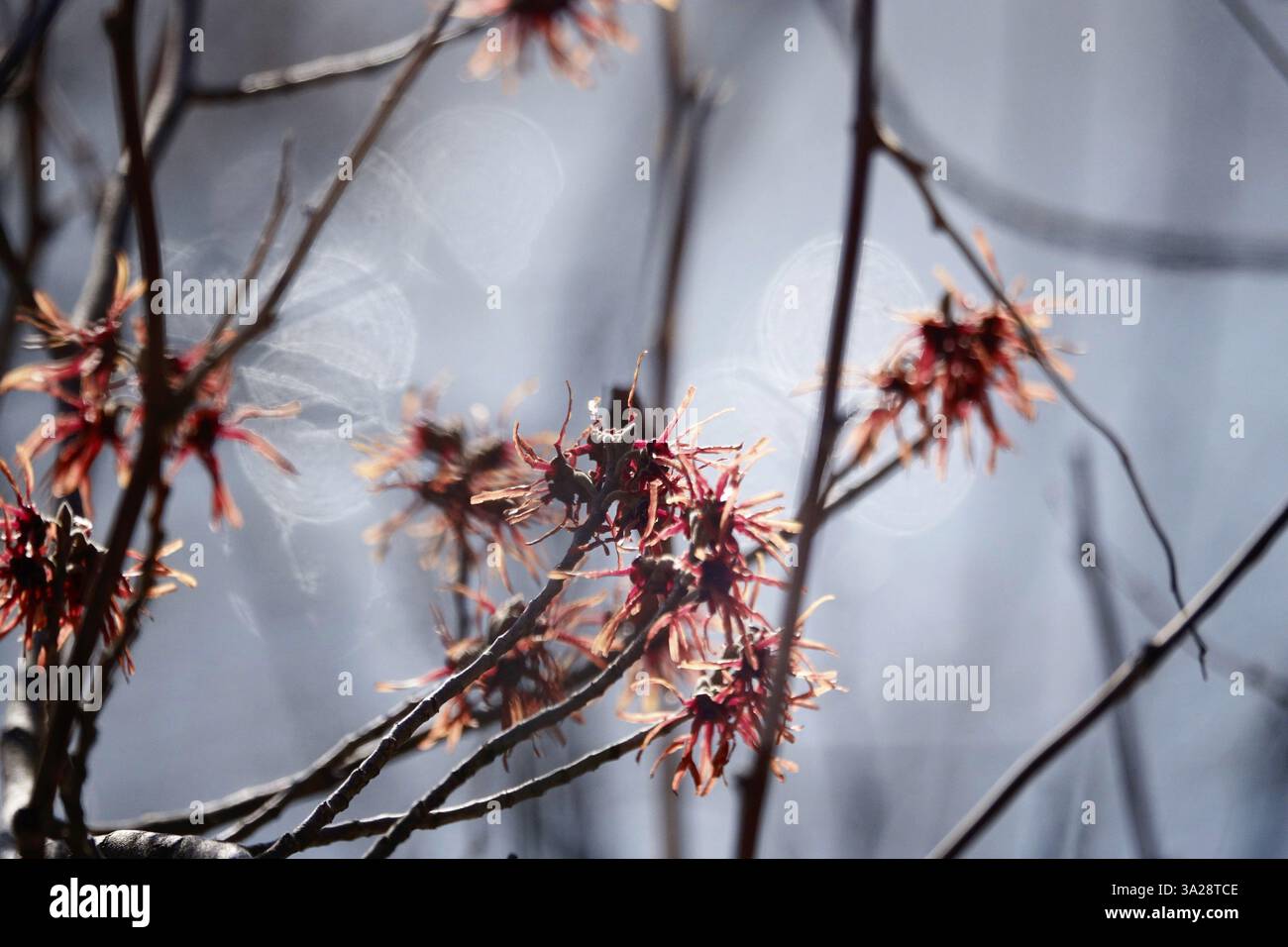 Witch Hazel in Bloom (Hamamelis), inizio marzo, Germania, Europa Foto Stock