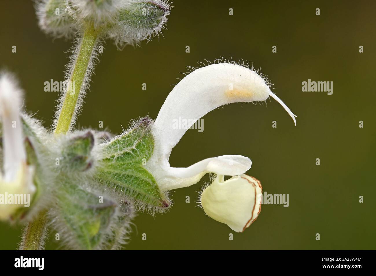 Salvia Dominica, salvia dominica, fiore da vicino Foto Stock