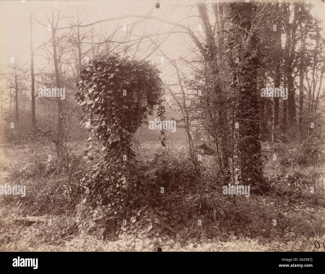 La fotografia di Eugène Atget del 1925, scattata alle 7 di aprile, mostra una vista del Parc de Sceaux con particolare attenzione ai suoi sentieri e alberi. Foto Stock