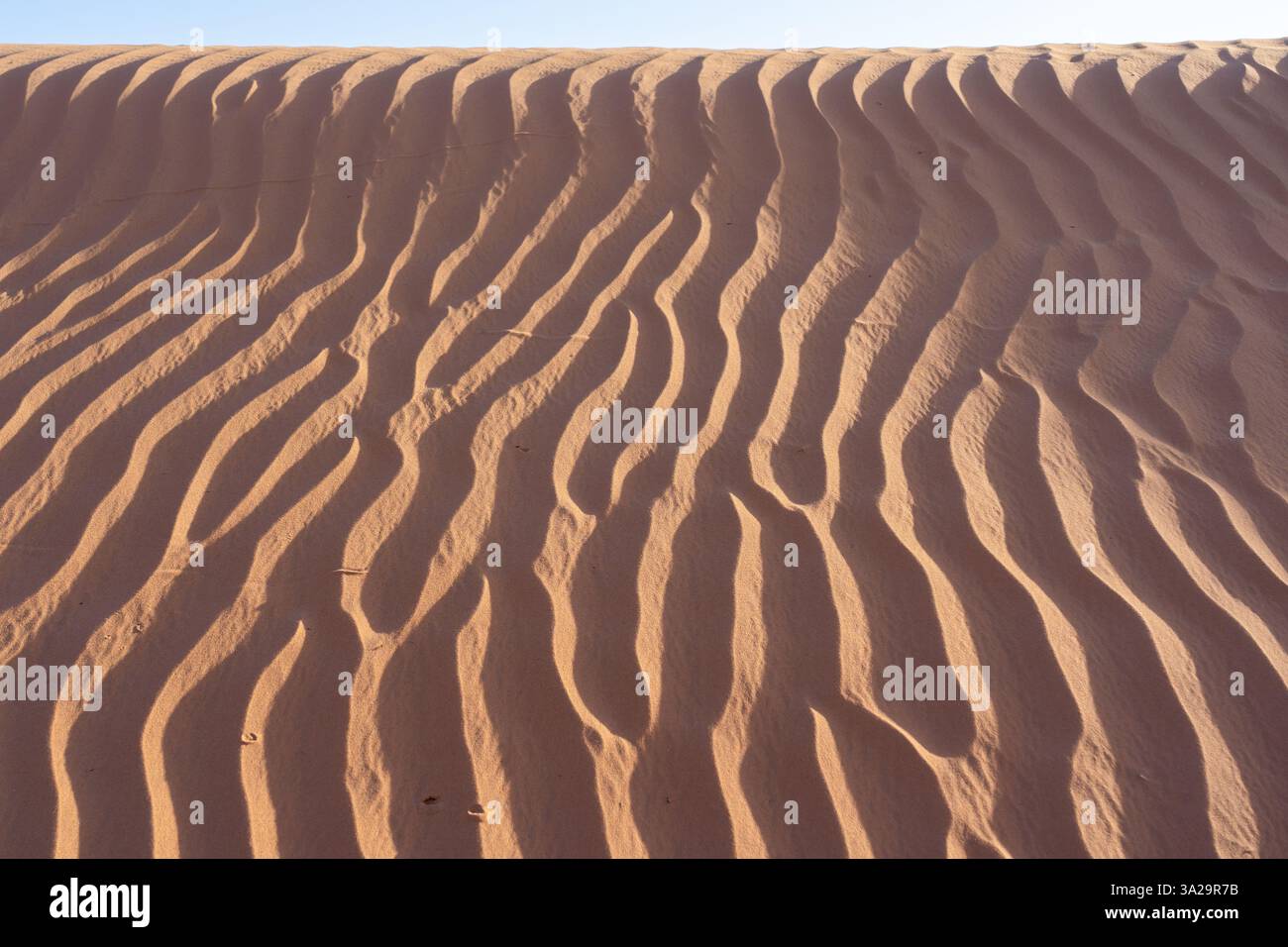 Sabbia ondulata di dune di sabbia del deserto al crepuscolo. Foto Stock