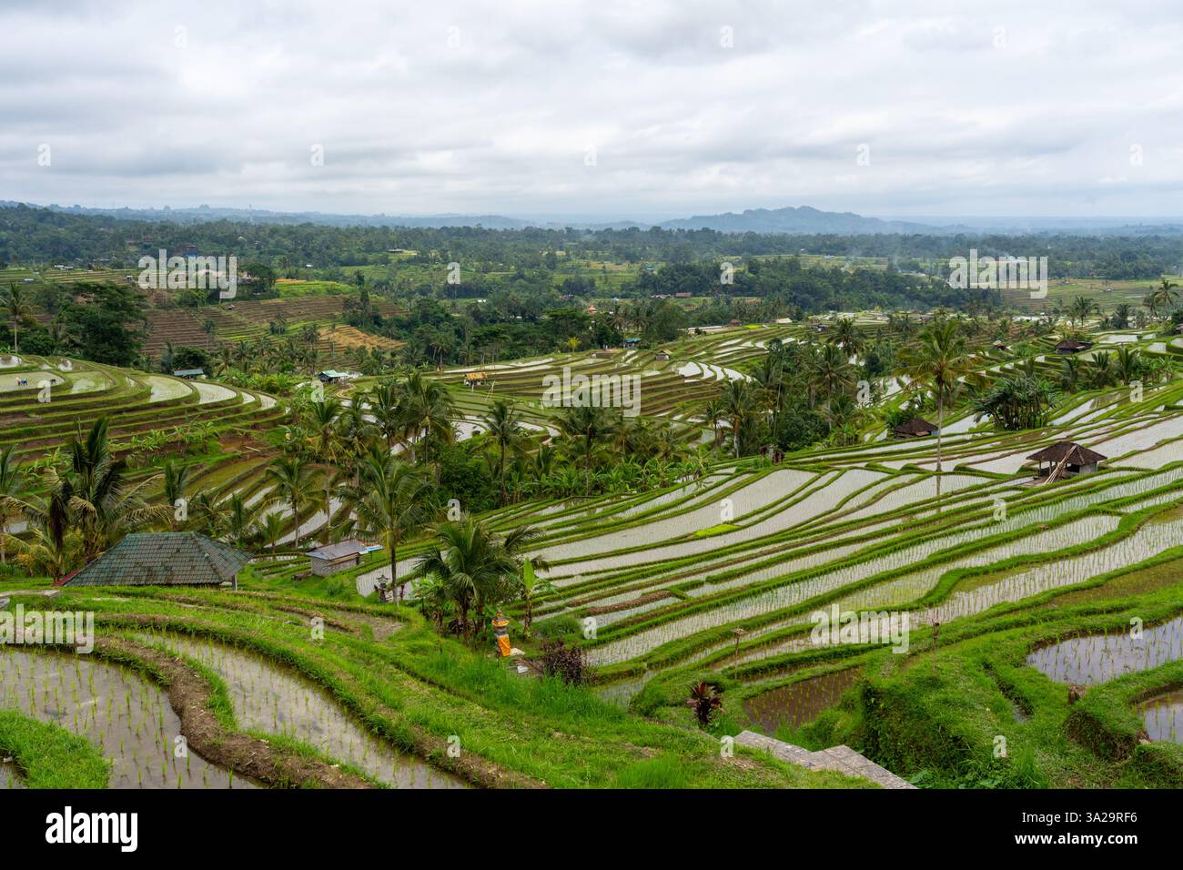 Vista delle risaie a terrazza di Jatiluwih. Bali, Indonesia. Foto Stock
