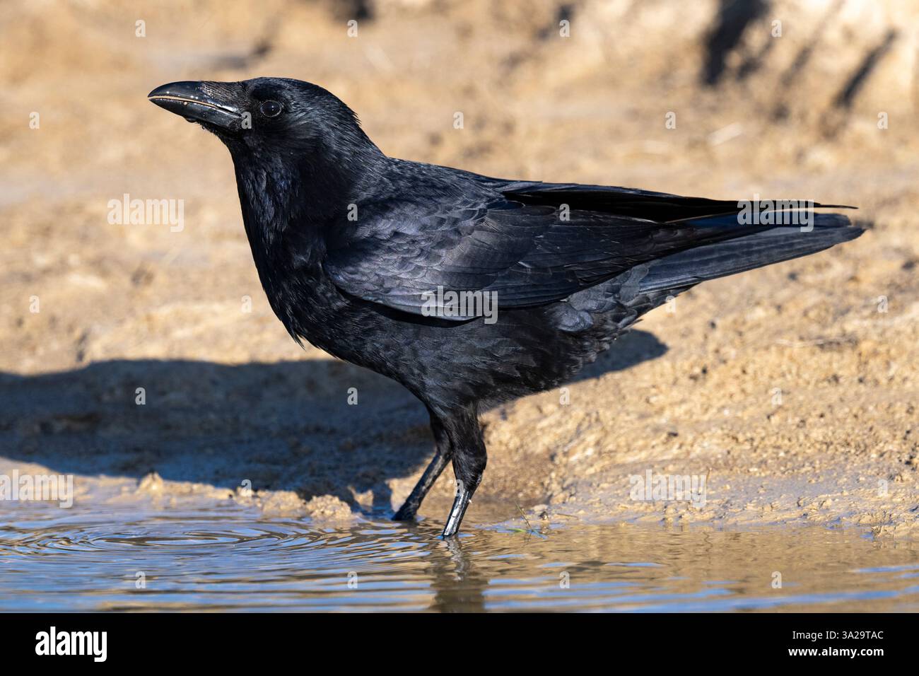 Corvo di Carrion che beveva acqua da piccola laguna Foto Stock