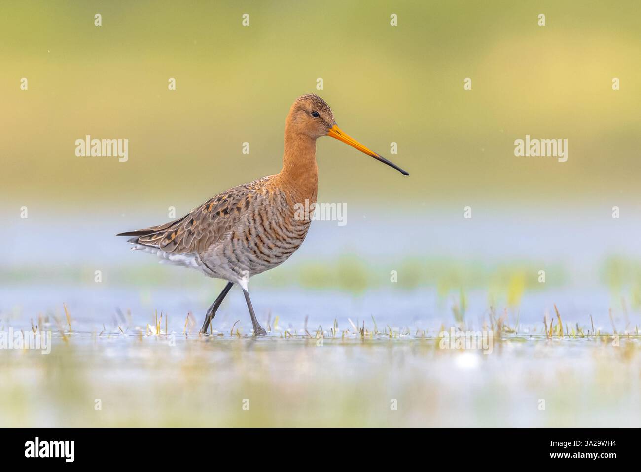 Maestoso uccello dalla coda nera Godwit (Limosa limosa) che cammina e guarda nella macchina fotografica. Questa specie si riproduce nelle zone costiere olandesi. Circa Foto Stock