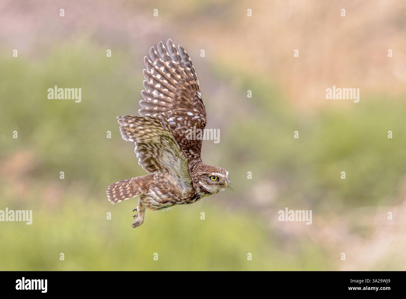 Little Owl (Athene noctua) Bird of Prey notturno che vola all'alba a caccia di prede nella campagna belga nelle Fiandre. Scenario naturale della natura in Euro Foto Stock