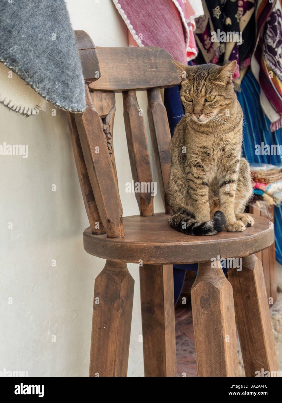 Un gatto di razza mista seduto su una vecchia sedia rustica in legno all'ingresso di un negozio di souvenir, nella città coloniale di Villa de Leyva, in Colombia. Foto Stock