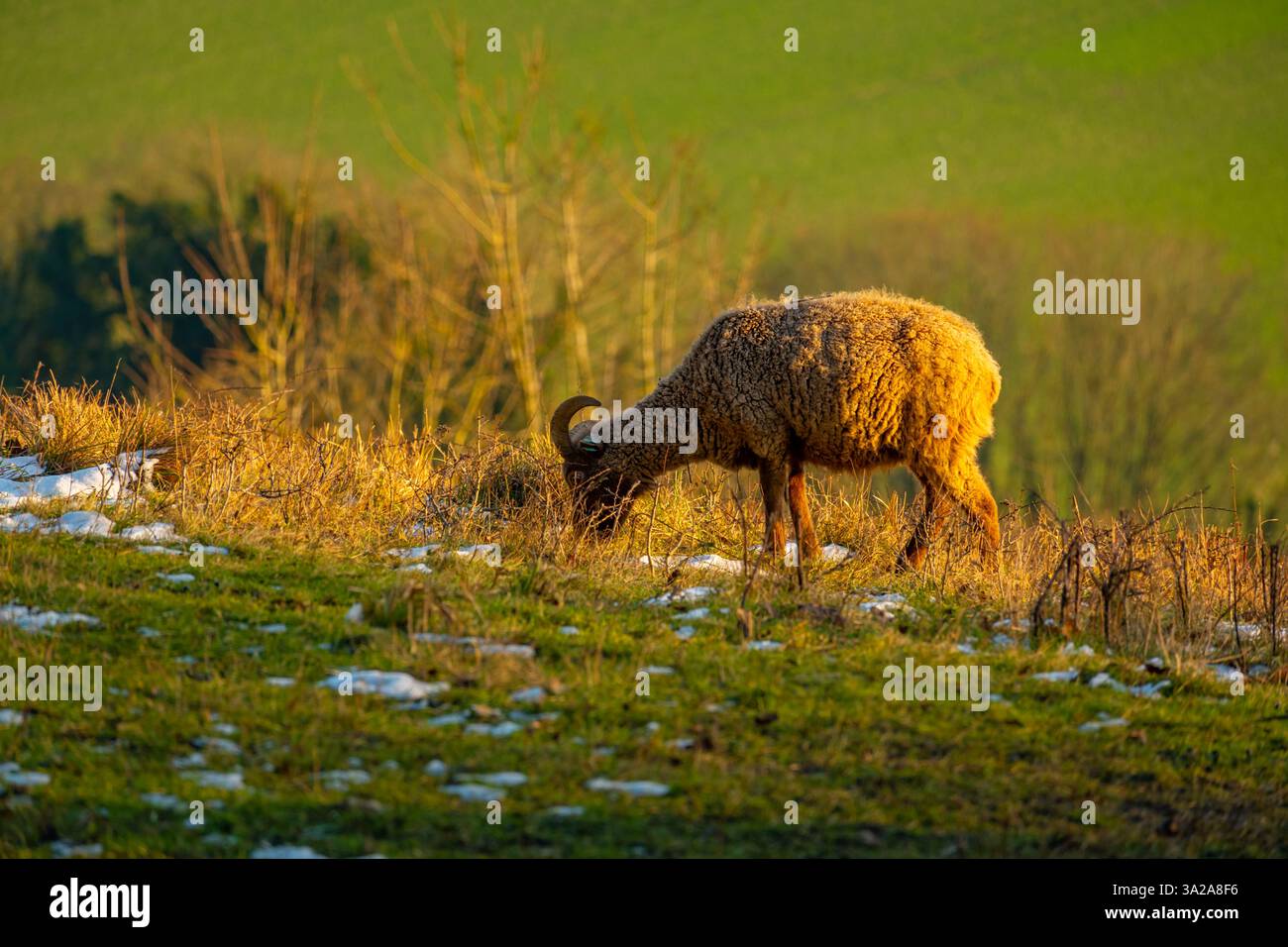 Capra che pascolano su Birling Hill, a North Downs Foto Stock