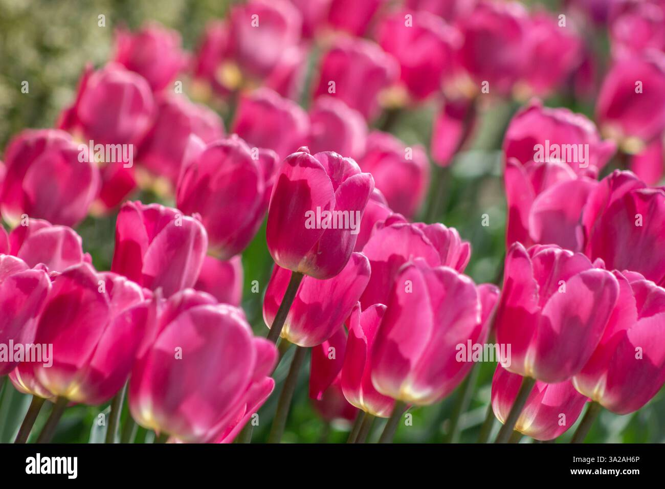 Una vista di un campo di tulipani magenta contro il sole del pomeriggio. Foto Stock