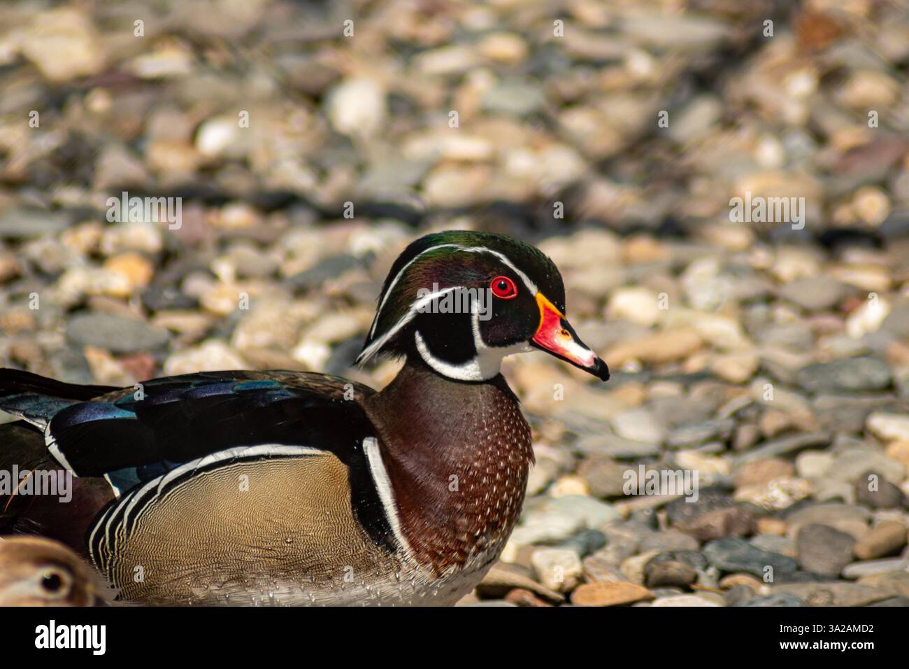 Primo piano di un'anatra di legno maschile con piumaggio vivace, occhi rossi e un becco colorato su terreno roccioso Foto Stock