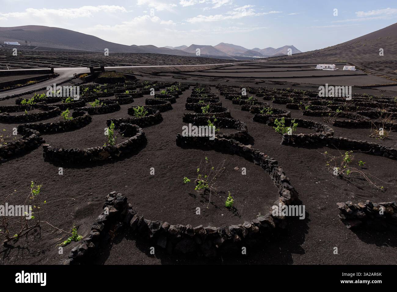 Vigneti su suolo vulcanico nero nella zona di la Geria, Lanzarote, Isole Canarie, Spagna Foto Stock