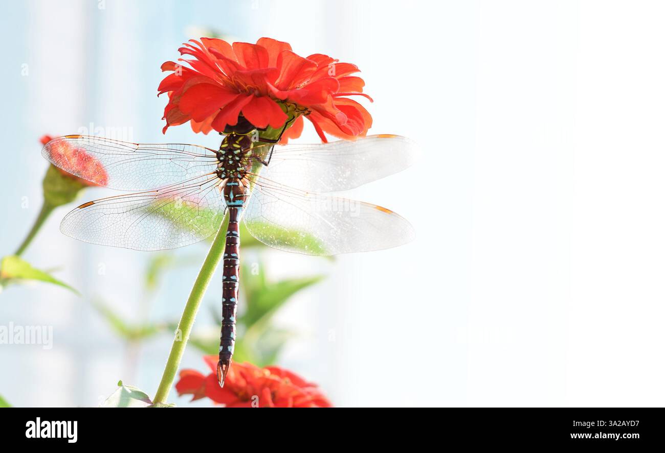Grande libellula adagiata su un fiore rosso zinnia Foto Stock