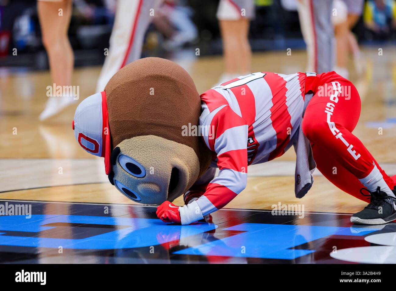 Indianapolis, Indiana, Stati Uniti. 12 marzo 2025. La mascotte degli Ohio State Buckeyes Brutus lucida il pavimento durante un timeout nella partita tra gli Iowa Hawkeyes e gli Ohio State Buckeyes al Gainbridge Fieldhouse, Indianapolis, Indiana. (Credit Image: © Scott Stuart/ZUMA Press Wire) SOLO PER USO EDITORIALE! Non per USO commerciale! Foto Stock
