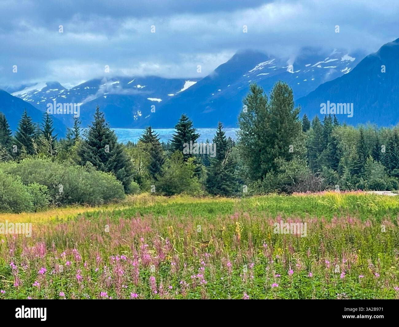 Prato di fiori selvatici dell'Alaska con vista sulla foresta e sul ghiacciaio sotto il suggestivo cielo di montagna. Foto Stock