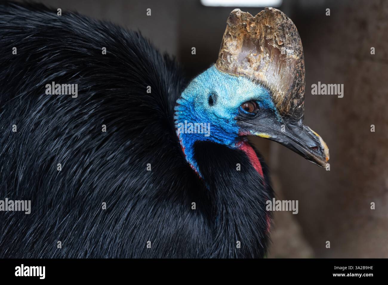 Primo piano di un cassowary con pelle blu brillante e grande casca Foto Stock