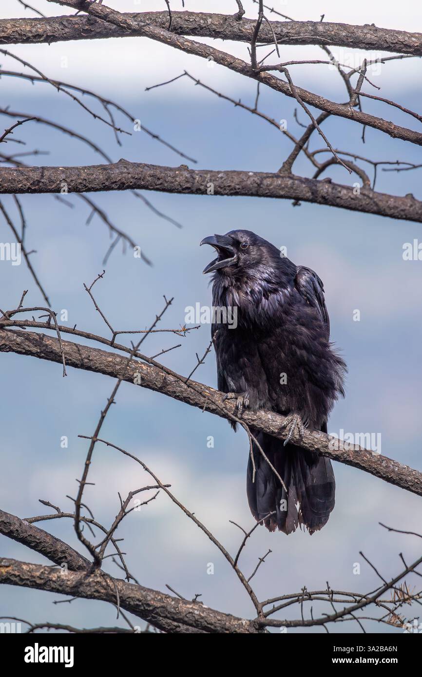 Un corvo, un corvo, appollaiato su un ramo senza foglie, danneggiato dal fuoco, con un cielo aperto sullo sfondo. Foto Stock