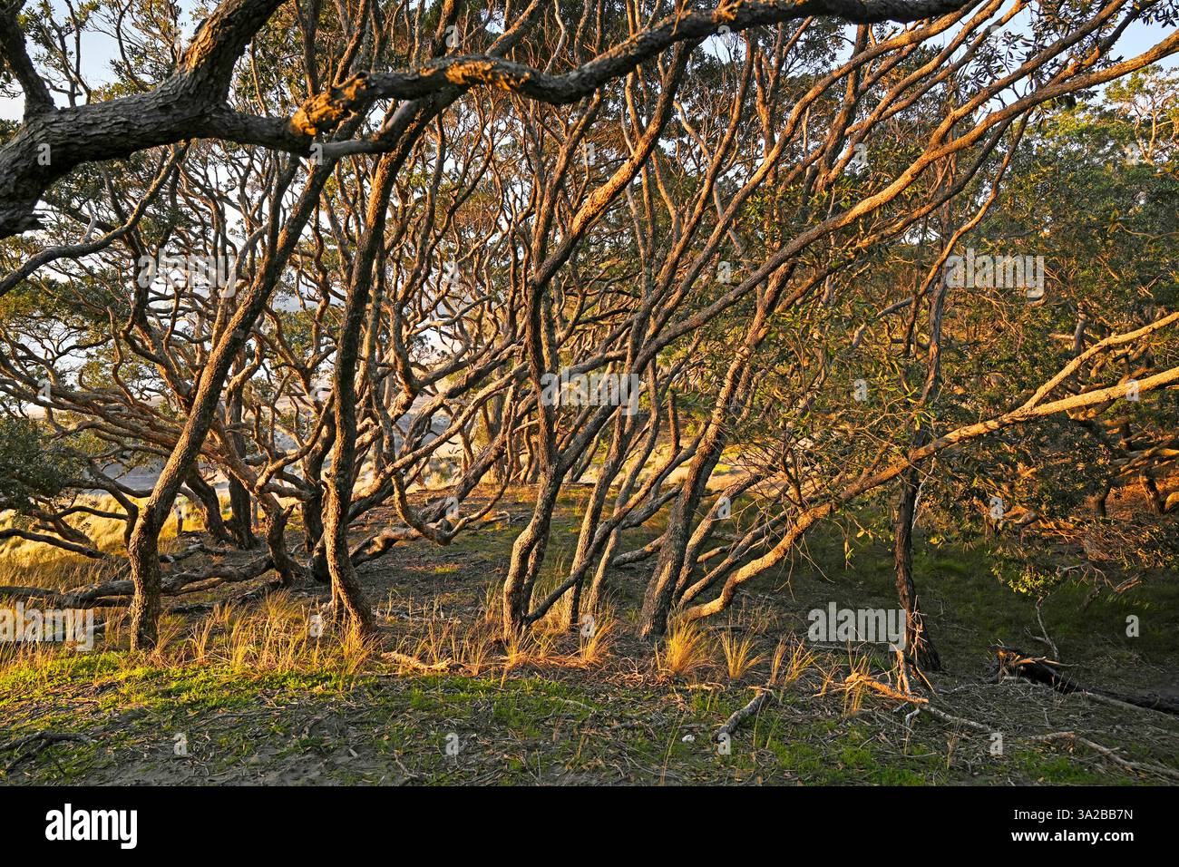 Alberi di Pohutukawa piegati dal vento prevalente a Dawn on Palmers Beach, Great Barrier Island, nuova Zelanda. Foto Stock