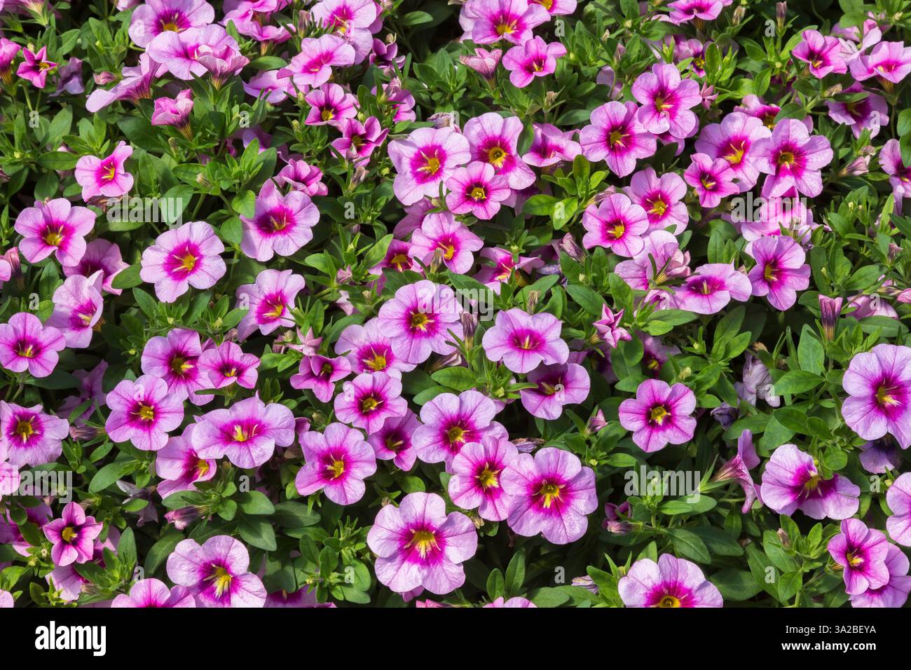 Calibrachoa hybrida "Bloomtastic Rose Quartz" - Million Bells Growing in containers Inside Greenhouse, Quebec, Canada Foto Stock