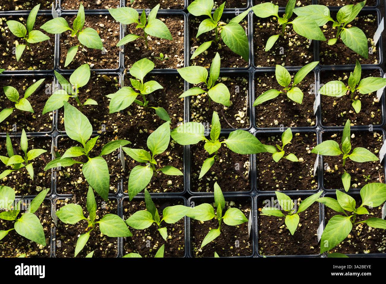 Capsicum annuum 'Orange Delirio' - Piantine di peperone che crescono in contenitori all'interno di una serra. Foto Stock