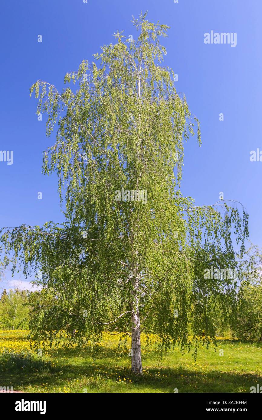 Betula pendula - Betulla bianca europea in primavera, Giardino Botanico di Montreal, Quebec, Canada. Foto Stock
