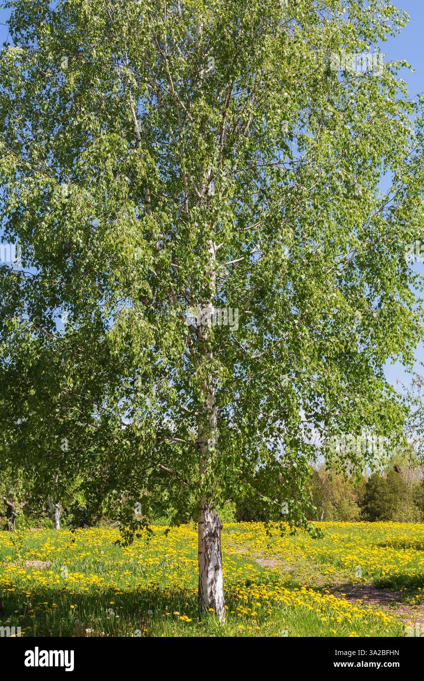 Betula pendula - Betulla bianca europea in primavera, Giardino Botanico di Montreal, Quebec, Canada Foto Stock
