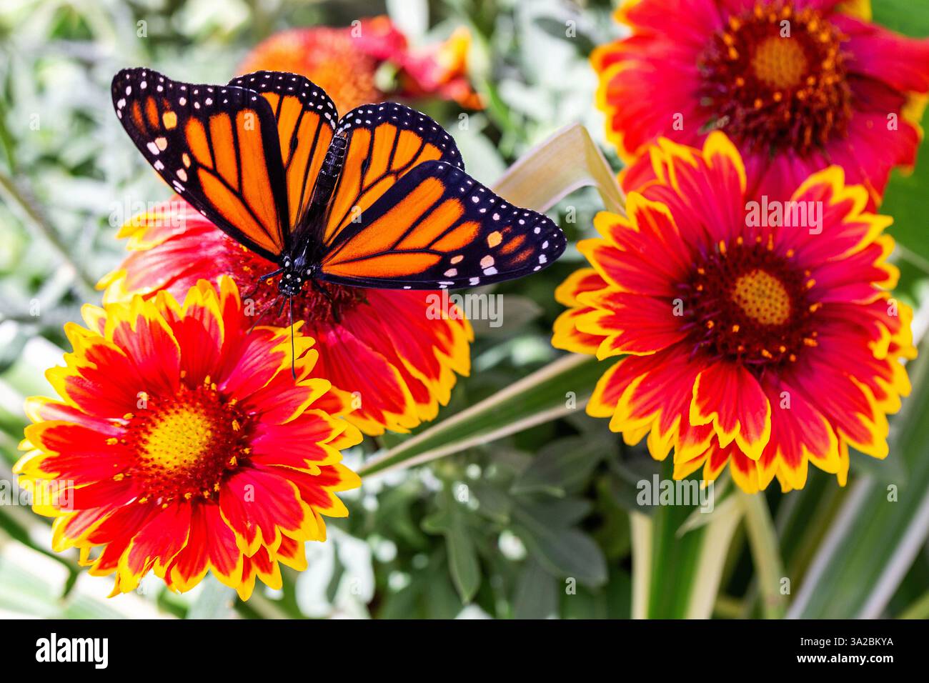 Farfalla colorata di erba del latte che si nutre del nettare dal fiore della coperta da giardino con fiori ardenti arancioni rossi gialli. Danaus plexippus su Gaillardia Foto Stock