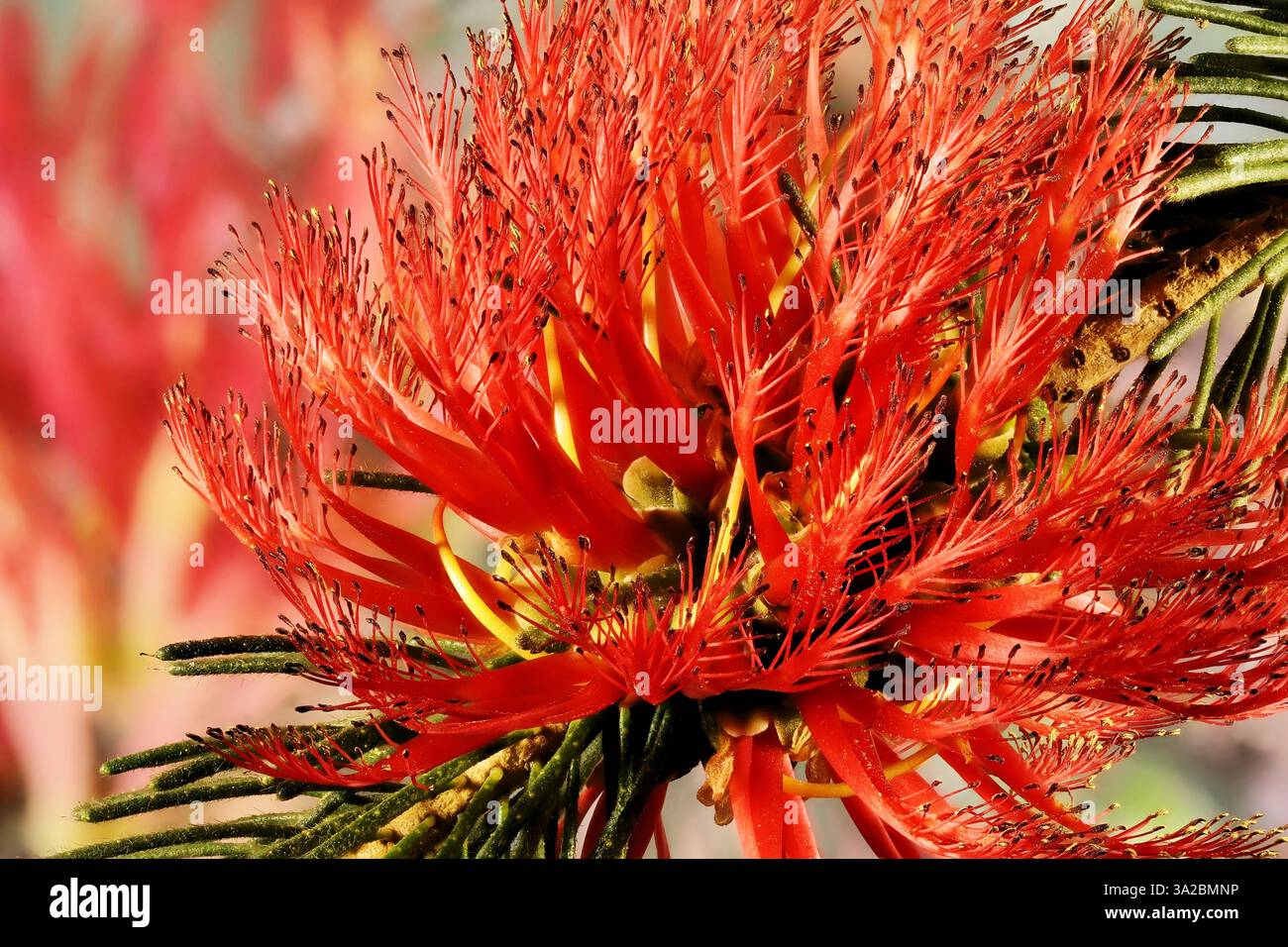 Primo piano dell'infiorescenza monofacciale con pennello (Calothamnus quadrifidus). Foto Stock