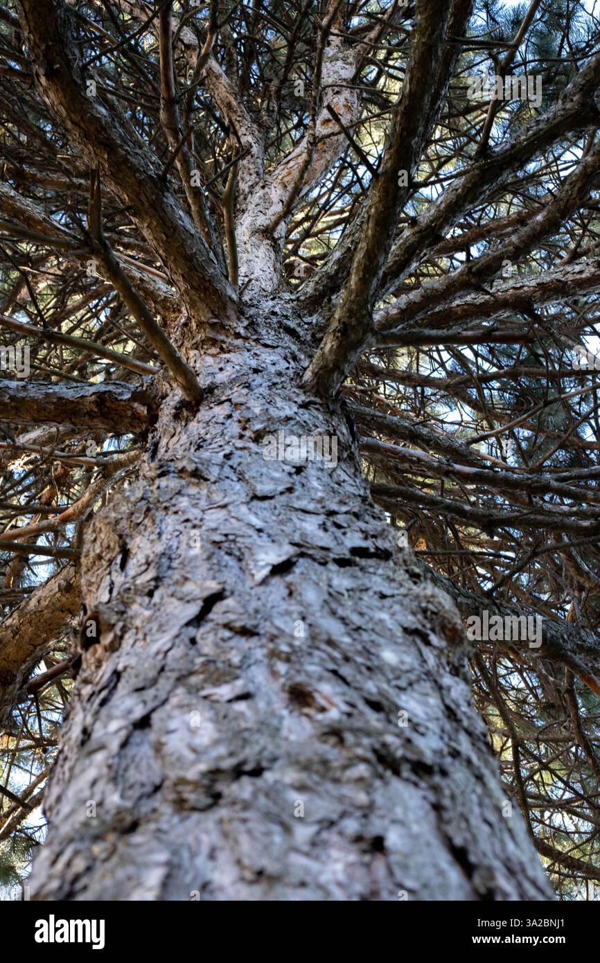 vecchio abete alto con molti rami e corteccia ruvida, prospettiva dal basso verso l'alto, giorno, all'inizio della primavera Foto Stock