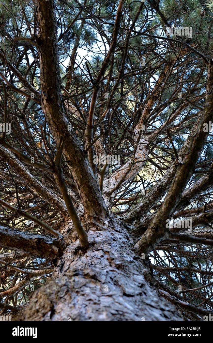 vecchio abete alto con molti rami e corteccia ruvida, prospettiva dal basso verso l'alto, giorno, all'inizio della primavera Foto Stock