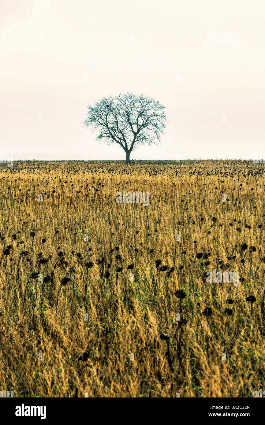 L'albero solitario si erge alto contro un vasto campo di girasoli durante una giornata tranquilla. Auvergne. Francia Foto Stock