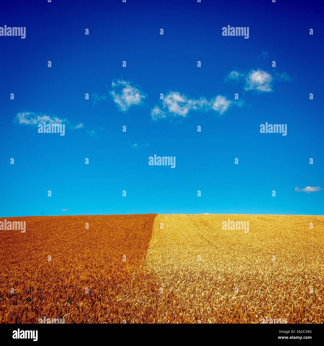 I campi di grano dorato contrastano con la terra appena arata sotto un cielo azzurro chiaro durante una giornata di sole. Puy de Dome. Auvergne, Rodano Alpes. Francia Foto Stock