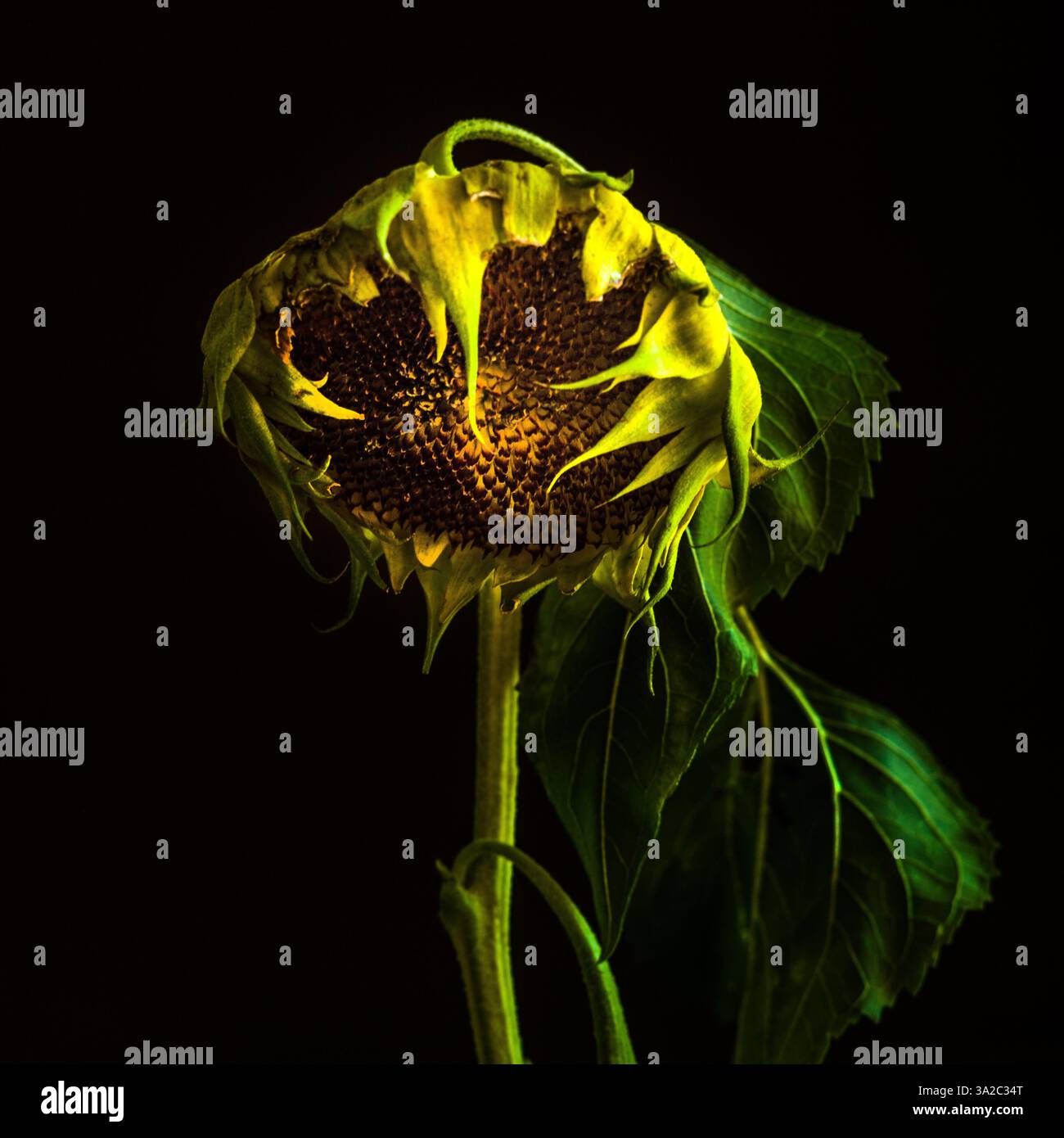 Accattivante primo piano di un girasole che mostra i suoi dettagli intricati e i colori vivaci durante la luce del tardo pomeriggio Foto Stock
