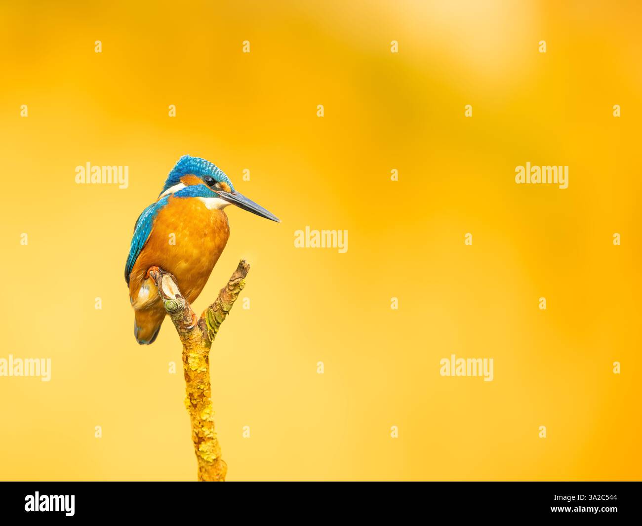 Un bellissimo uccello Kingfisher arroccato su un bastone con uno sfondo giallo vibrante, un'immagine della fauna selvatica Foto Stock