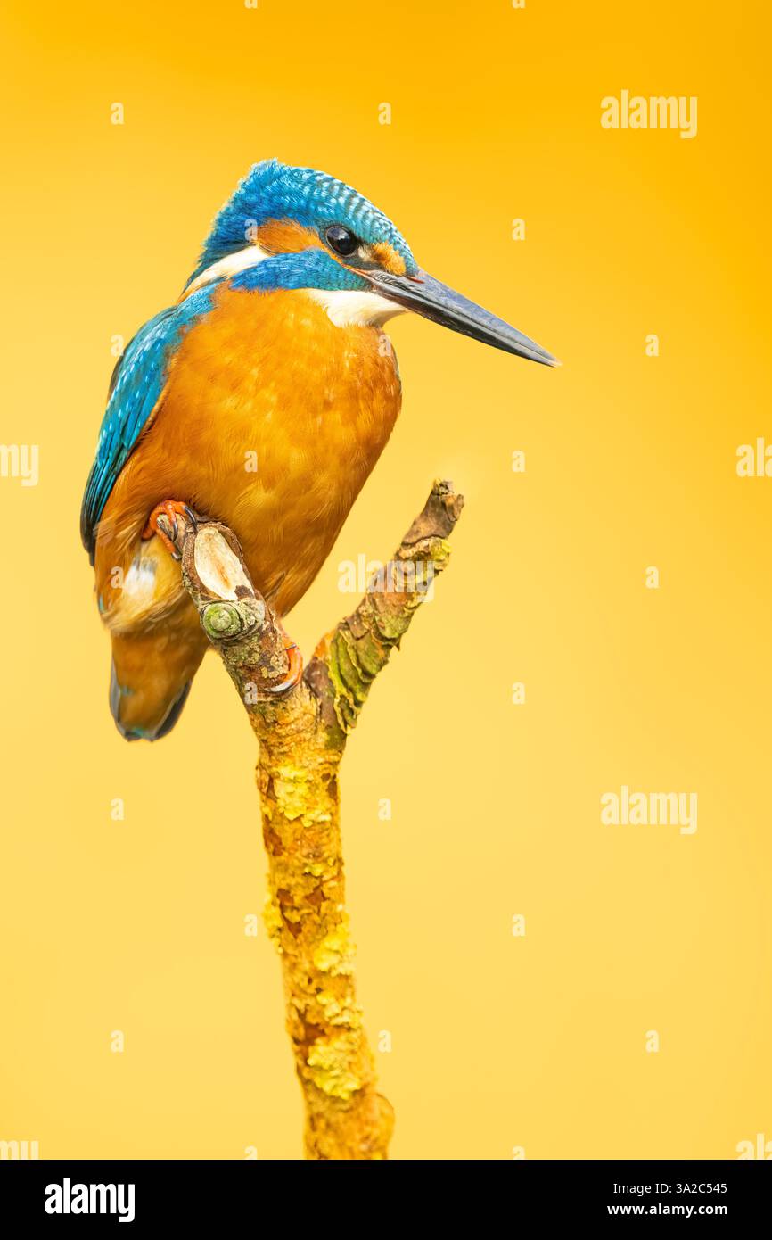 Un bellissimo uccello Kingfisher arroccato su un bastone con uno sfondo giallo vibrante, un'immagine della fauna selvatica Foto Stock Un bellissimo uccello Kingfisher arroccato su un bastone con uno sfondo giallo vibrante, un'immagine della fauna selvatica Foto Stock
