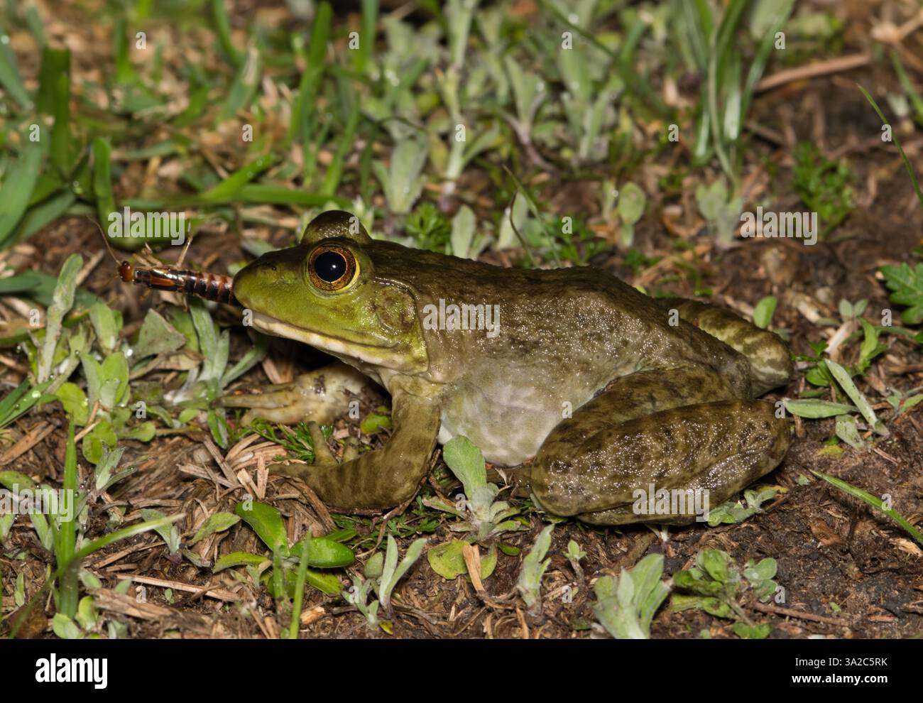 American Bullfrog Lithobates catesbeianus mangiando insetti orecchie natura anfibia. Foto Stock