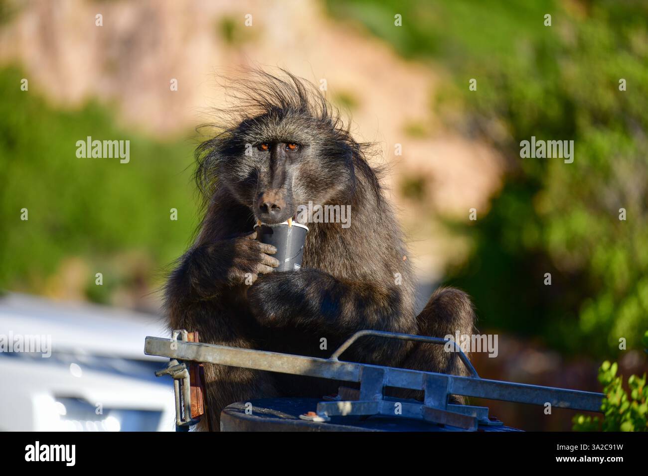 Chacma Baboon (Papio ursinus) con una tazza usa e getta che illustra il problema dei rifiuti umani per gli animali. Città del Capo, Sud Africa Foto Stock