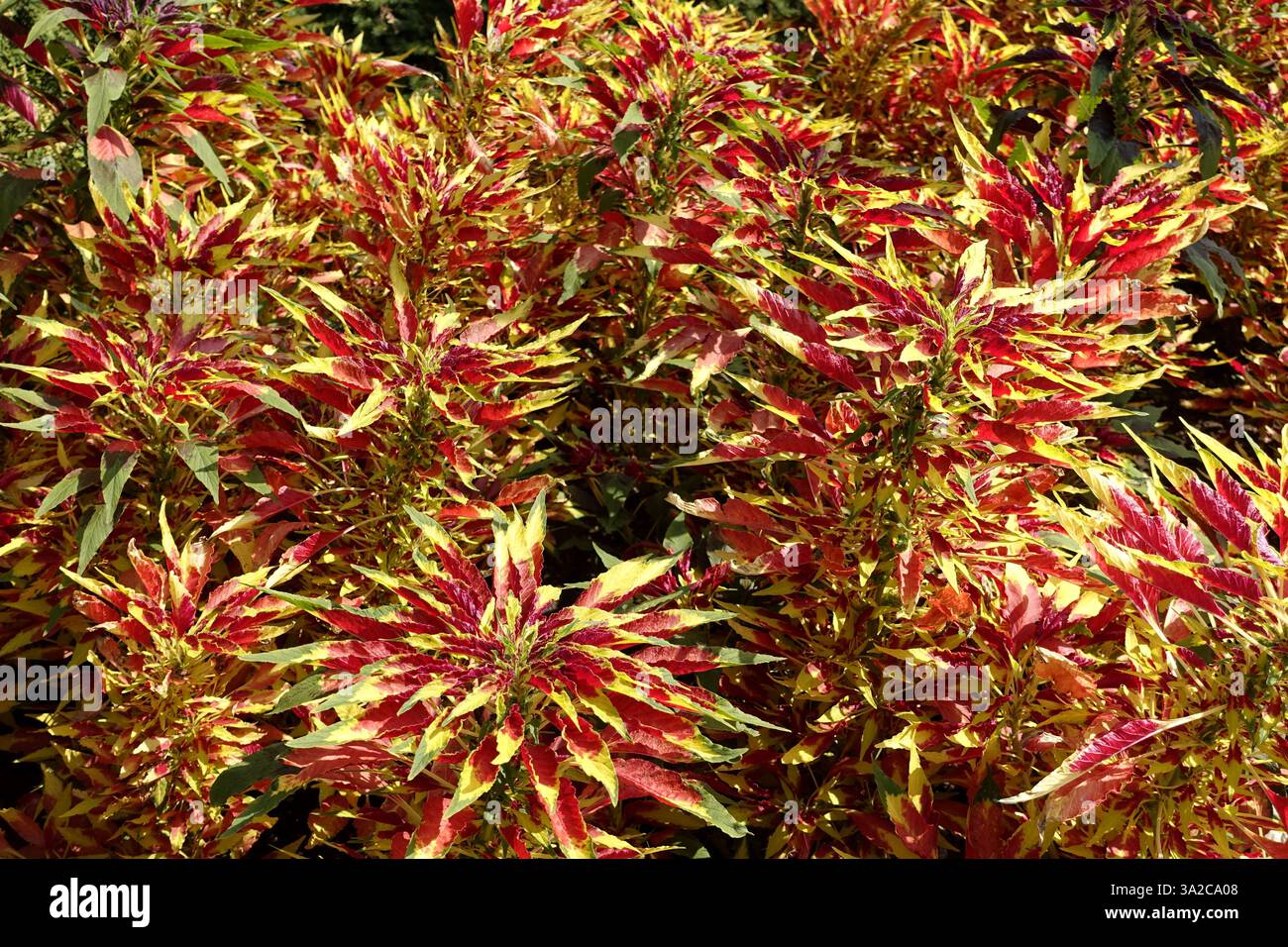 Amaranthus tricolore, foglie colorate in giardino o in parco. Foto Stock