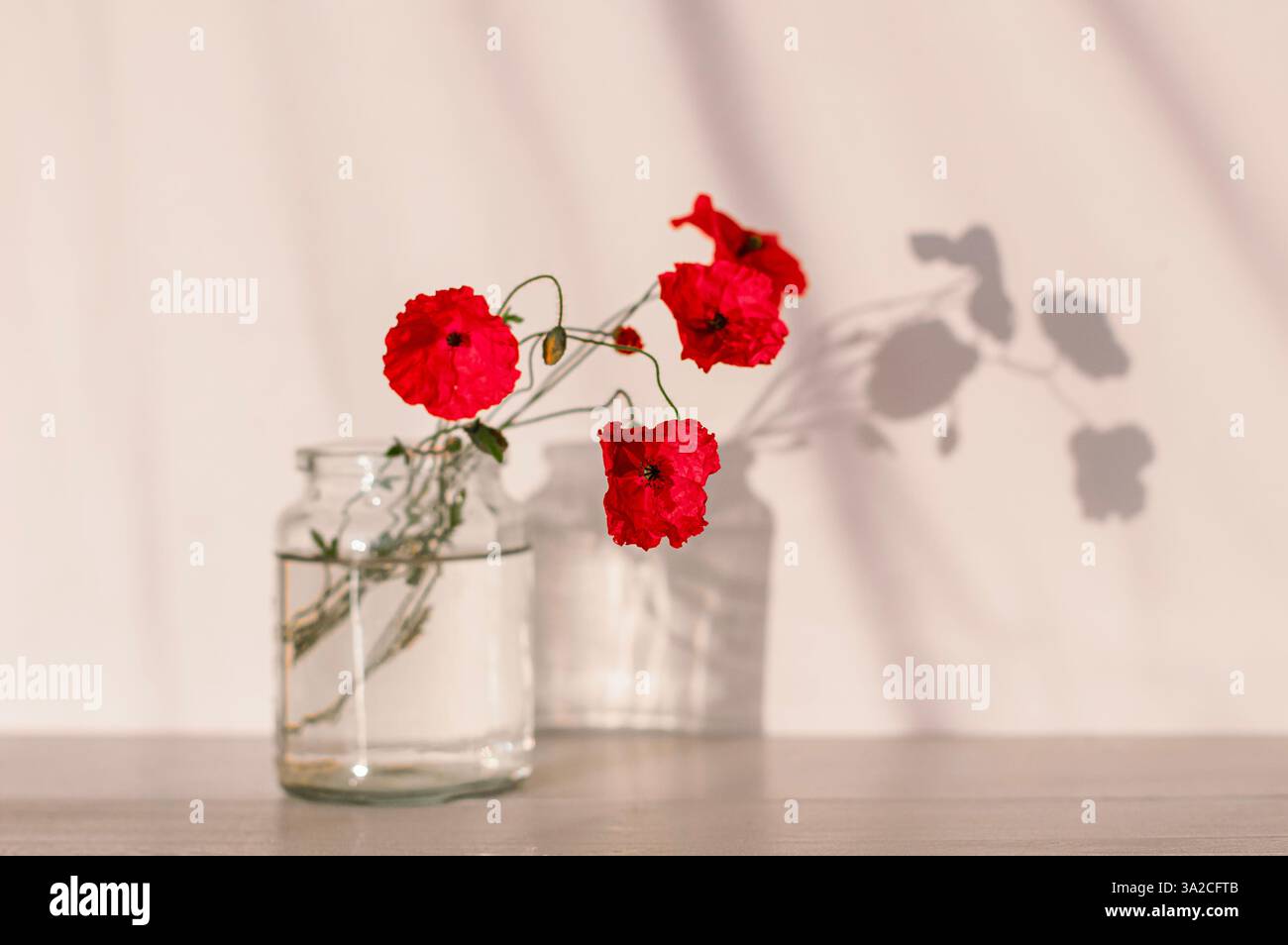 Composizione minimalista di vivaci fiori di papavero rosso in un vaso di vetro pieno d'acqua, che proietta ombre morbide su uno sfondo beige chiaro. Foto Stock