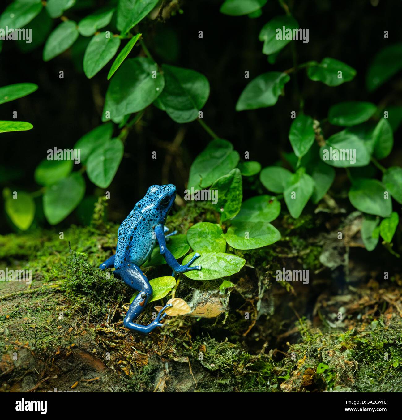 Blue-Poison-Dart-Frog (Dendrobates tinctorius) risiede nel nord-est-Sud-America Foto Stock