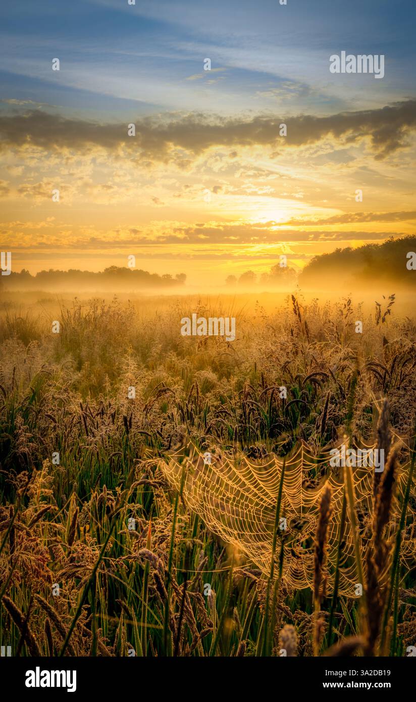 Alba sul Parco Nazionale De Weerribben-Wieden in una splendida mattina primaverile nebbiosa con luce calda sui campi. Foto Stock