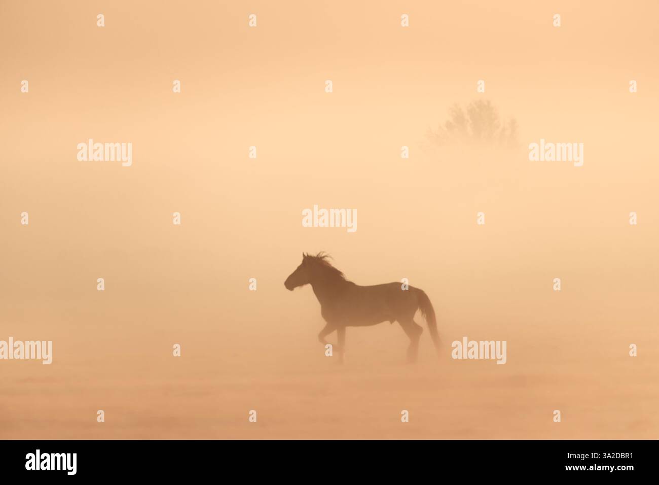 Cavalli nella nebbia in un paesaggio mattutino con nebbia e un caldo bagliore dell'alba Foto Stock Cavalli nella nebbia in un paesaggio mattutino con nebbia e un caldo bagliore dell'alba Foto Stock