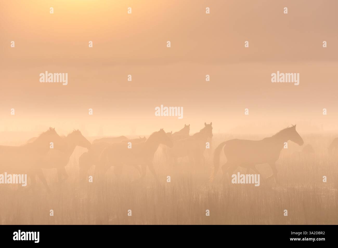 Cavalli nella nebbia in un paesaggio mattutino con nebbia e un caldo bagliore dell'alba Foto Stock