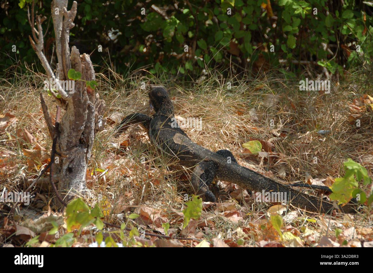 Una lucertola di osservazione su un terreno sabbioso ricoperto di foglie secche a Pakbia Island, Thailandia, che si fonde con l'ambiente naturale circostante Foto Stock