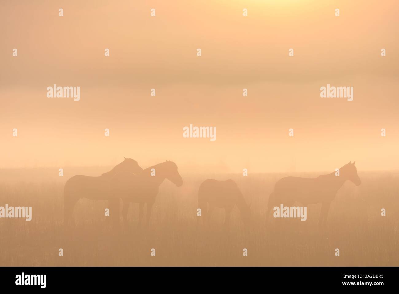 Cavalli nella nebbia in un paesaggio mattutino con nebbia e un caldo bagliore dell'alba Foto Stock