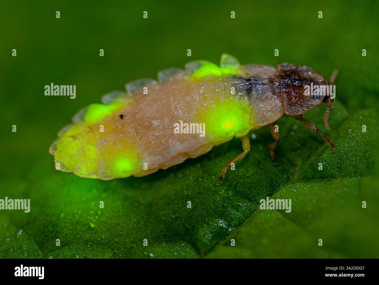 Luccicante di notte, luccicante femmina di notte, Una lucciola cerca di attrarre un compagno con il suo bagliore Foto Stock