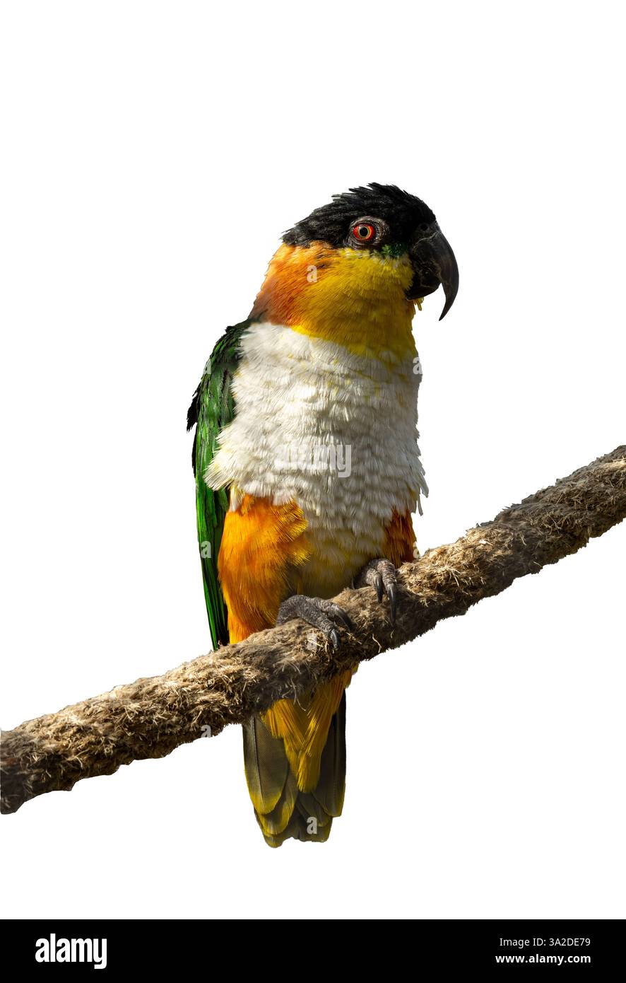 Pappagallo dalla testa nera (Psittiparus margaritae) del sud-est asiatico Foto Stock