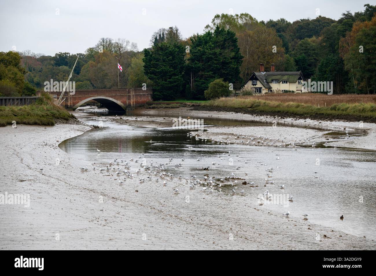 Uccelli selvatici fiume Deben Melton Suffolk Inghilterra Foto Stock
