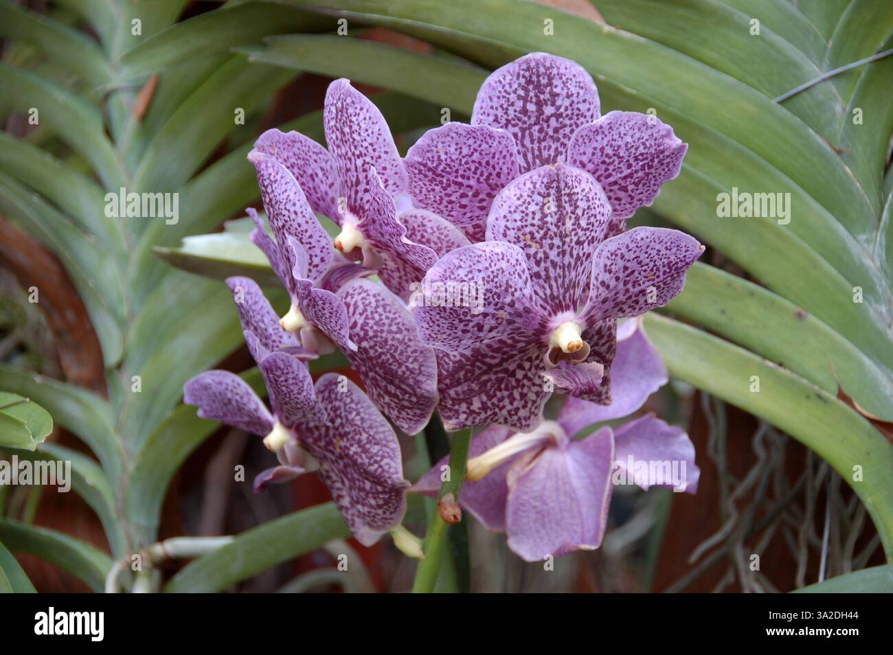 Primo piano di una vivace orchidea viola in piena fioritura, originaria della Thailandia, che mostra delicati petali e intricati dettagli naturali Foto Stock